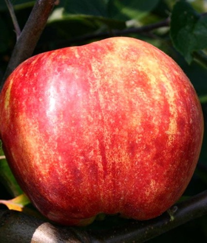 JABŁOŃ GRAFSZTYNEK