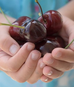 CZEREŚNIA SIESTRONKA