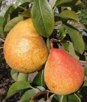 GRUSZA MARGARITA