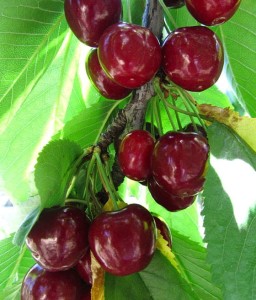 CZEREŚNIA SUMMIT W DONICY