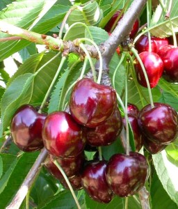 CZEREŚNIA SCHNEIDERA PÓŻNA