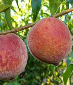 BRZOSKWINIA HARBINGER