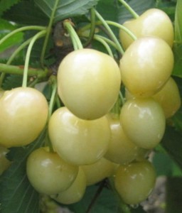 CZEREŚNIA MARIA BIAŁA