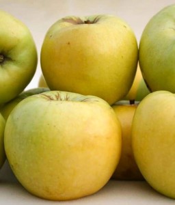 JABŁOŃ ANTONÓWKA ZWYKŁA