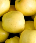JABŁOŃ GOLDEN DELICIOUS