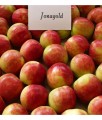 JABŁOŃ JONAGOLD
