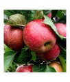 JABŁOŃ RED BOSKOOP