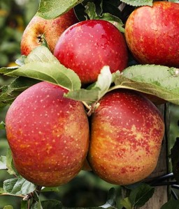 JABŁOŃ RED BOSKOOP