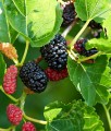 MORWA CZARNA(szczepiona) PENDULA NA PNIU
