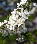 WIŚNIA NEFRIS