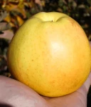 JABŁOŃ ANANAS BERŻENICKI