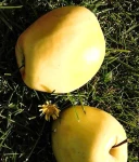 JABŁOŃ ANANAS BERŻENICKI