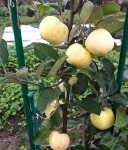 JABŁOŃ ANANAS BERŻENICKI