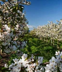 JABŁOŃ GOLDEN DELICIOUS