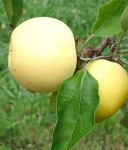 JABŁOŃ OLIWKA ŻÓŁTA