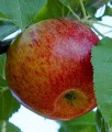 JABŁOŃ RED BOSKOOP