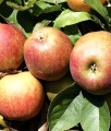 JABŁOŃ RED BOSKOOP