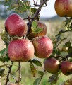 JABŁOŃ RED BOSKOOP