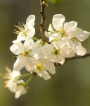 ŚLIWA WĘGIERKA DĄBROWICKA