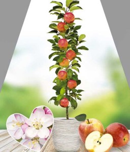 JABŁOŃ KOLUMNOWA VESNA