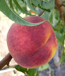 BRZOSKWINIA RELIANCE