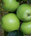 JABŁOŃ ZIMNIEJE LIMONNOJE