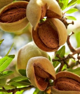 MIGDAŁOWIEC JADALNY HALLS HARDY