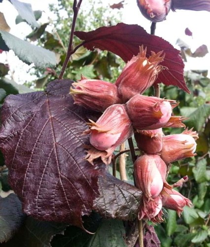 ORZECH WARSZAWSKI CZERWONY