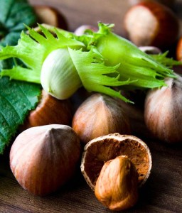 ORZECH LASKOWY KATALOŃSKI W DONICY