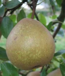 GRUSZA JOZEFINKA