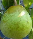 GRUSZA JOZEFINKA