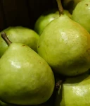 GRUSZA JOZEFINKA