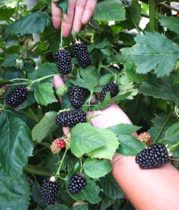 JEŻYNA BEZKOLCOWA BLACK BUTTE W DONICY