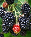 JEŻYNA BEZKOLCOWA BLACK SATIN