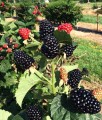 JEŻYNA BEZKOLCOWA BLACK SATIN