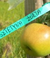 JABŁOŃ SZTETYNA ŻÓŁTA