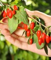 JAGODA GOJI BIG BERRY