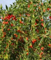JAGODA GOJI BIG BERRY