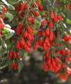 JAGODA GOJI BIG BERRY
