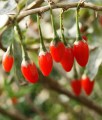 JAGODA GOJI BIG BERRY