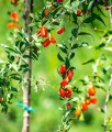 JAGODA GOJI BIG BERRY