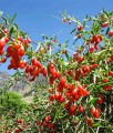 JAGODA GOJI BIG BERRY