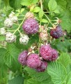 MALINA PURPUROWA GLEN COE BEZKOLCOWA W DONICY