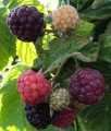 MALINA PURPUROWA GLEN COE BEZKOLCOWA W DONICY