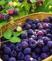 MALINA PURPUROWA GLEN COE BEZKOLCOWA W DONICY