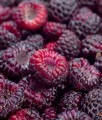 MALINA PURPUROWA GLEN COE BEZKOLCOWA W DONICY