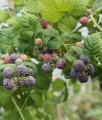 MALINA PURPUROWA GLEN COE BEZKOLCOWA W DONICY
