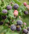 MALINA PURPUROWA GLEN COE BEZKOLCOWA W DONICY