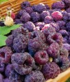 MALINA PURPUROWA GLEN COE BEZKOLCOWA W DONICY