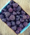 MALINA PURPUROWA GLEN COE BEZKOLCOWA W DONICY